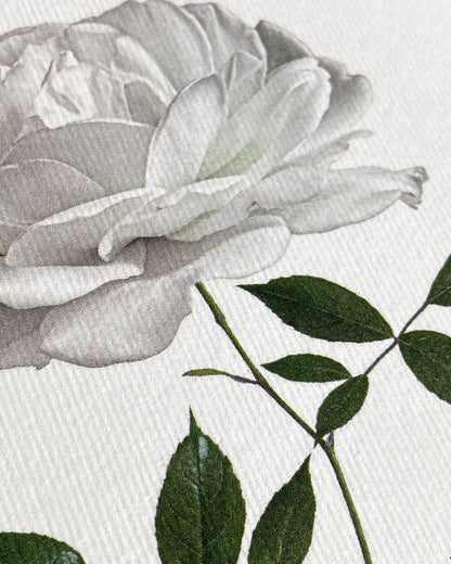 White Rose