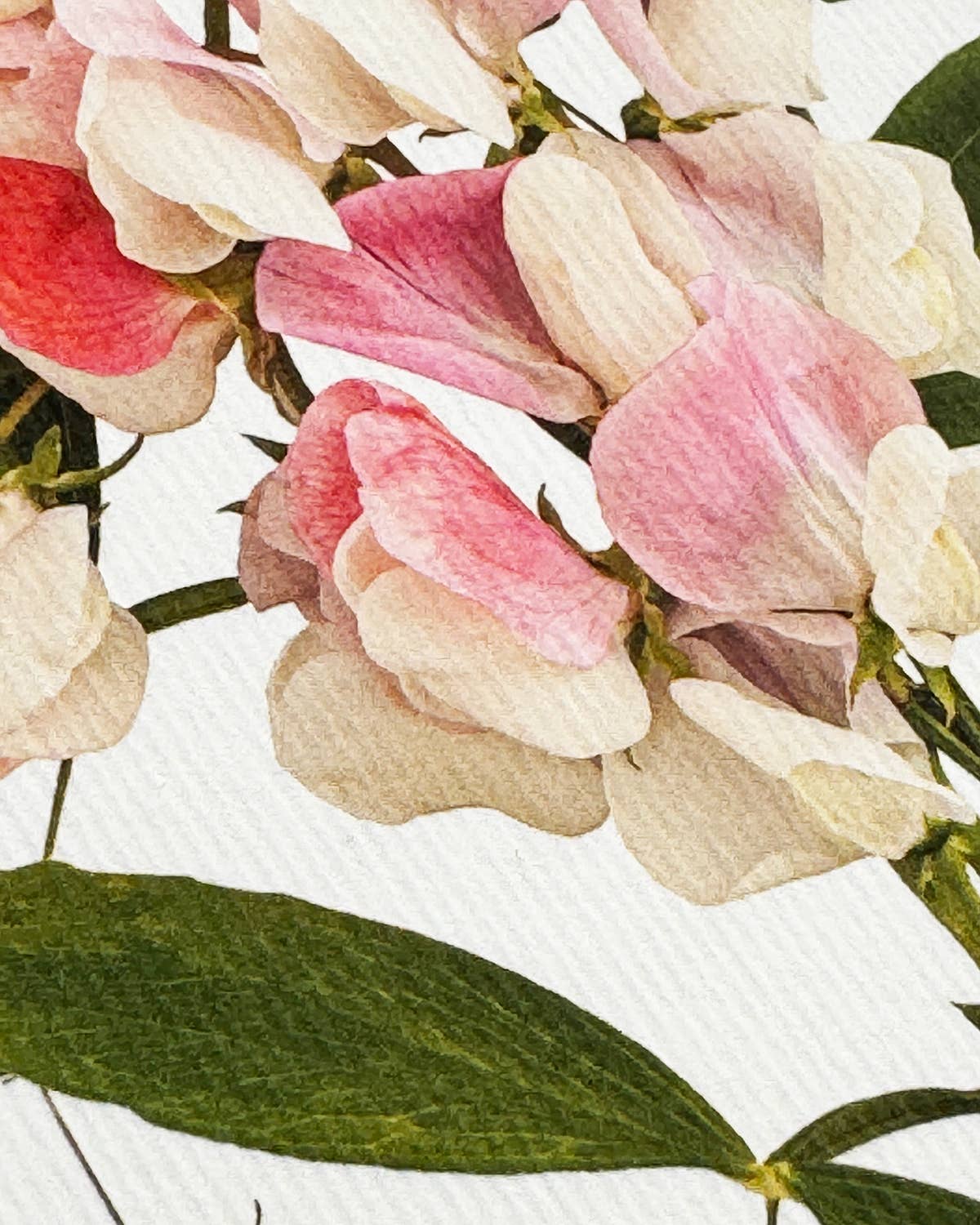 Pink Sweet Peas