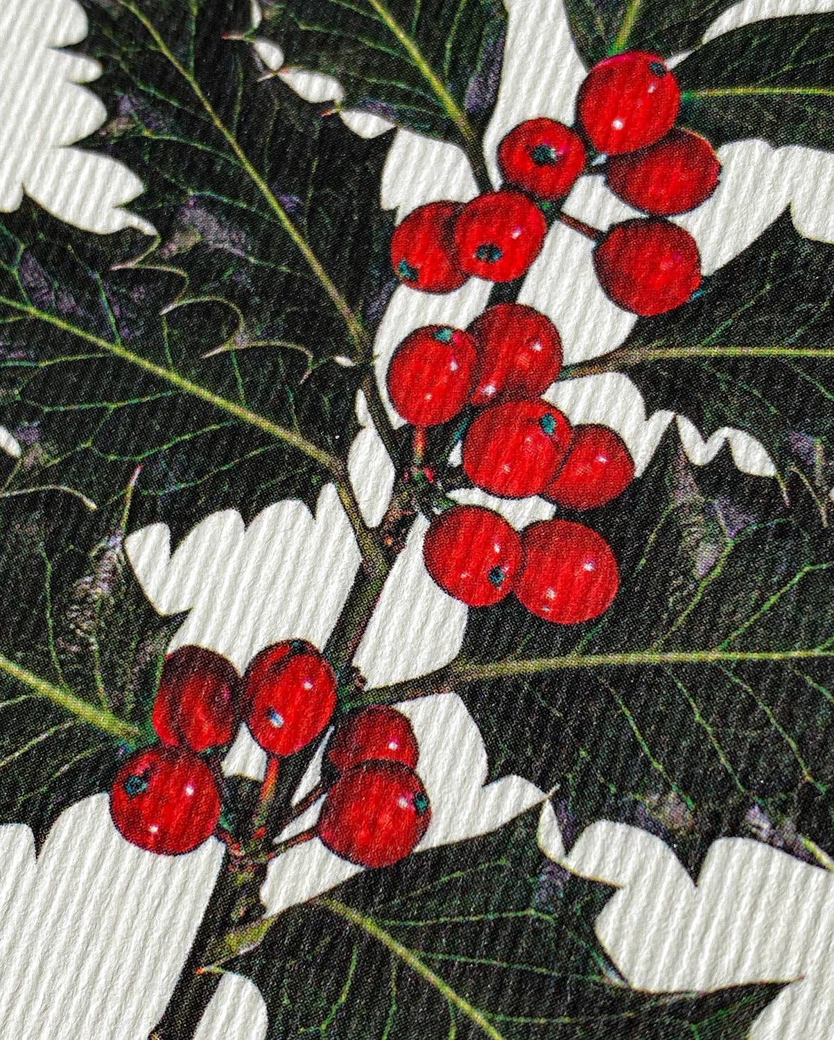 Christmas Holly