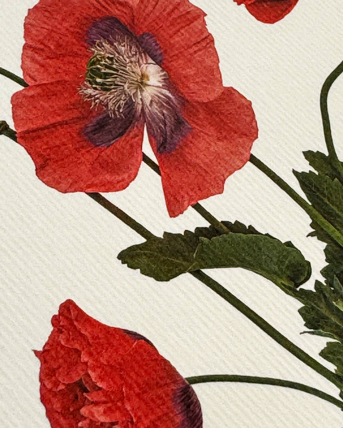Wild Poppies