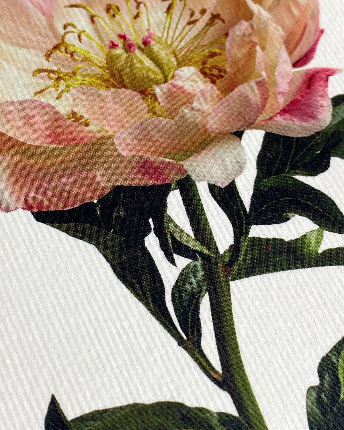 Peony